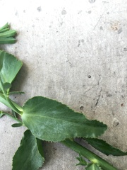 Euphorbia serrata