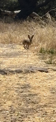 Black-tailed Jackrabbit seen in Sonoma Valley