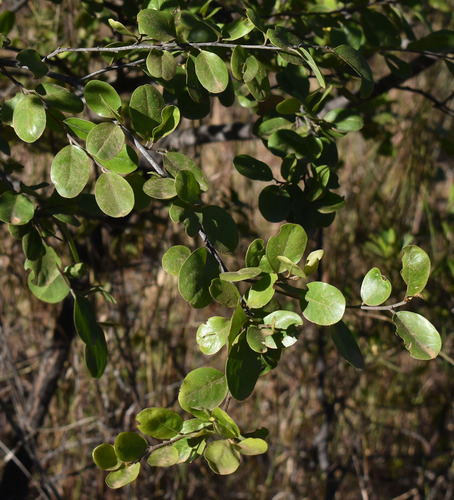 Petalostigma banksii observed 2026-05-20
