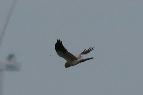 iNaturalist image