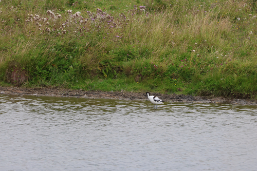 iNaturalist image