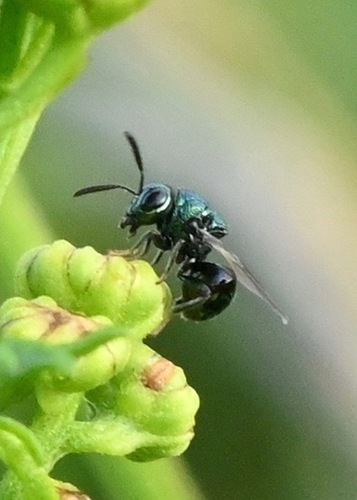 Perilampus nitens