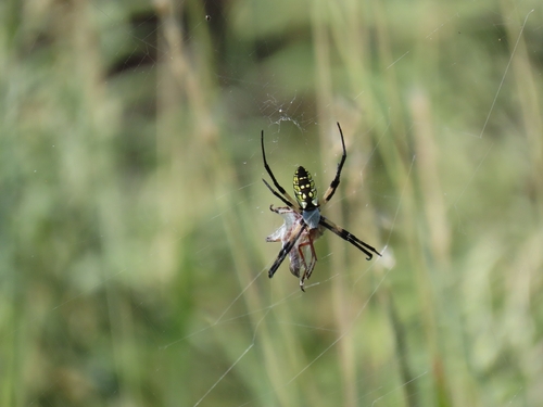 Yellow Garden Spider