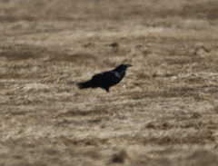 Corvus corax kamtschaticus