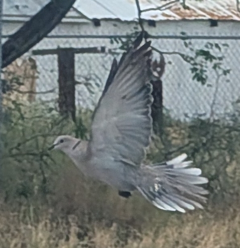 Eurasian Collared-Dove