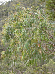 Eucalyptus nebulosa