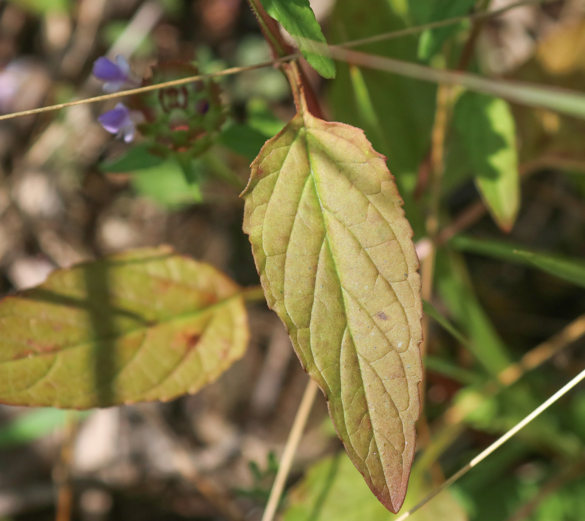 Prunella vulgaris ssp. lanceolata
