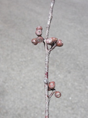 Eucalyptus nebulosa