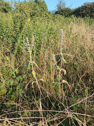 Stachys germanica germanica