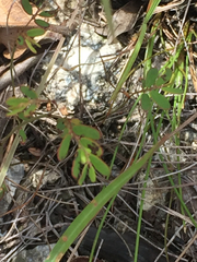 Phyllanthus pentaphyllus