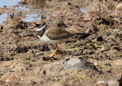 iNaturalist image