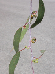 Eucalyptus nebulosa