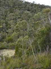 Eucalyptus nebulosa