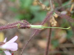 Geranium reuteri image