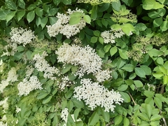 Sambucus nigra