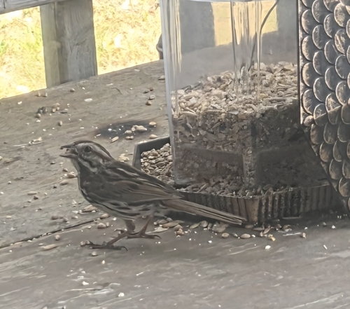 Song Sparrow