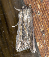 Persectania dyscrita