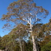 Eucalyptus pauciflora pauciflora - Photo 由 Dean Nicolle 所上傳的 (c) Dean Nicolle，保留部份權利CC BY-NC