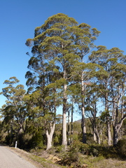 Eucalyptus rodwayi