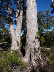 Eucalyptus rodwayi