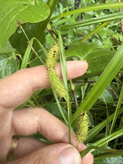 Carex aureolensis, photograph author not stated, no rights reserved