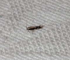 Macrenches eurybatis