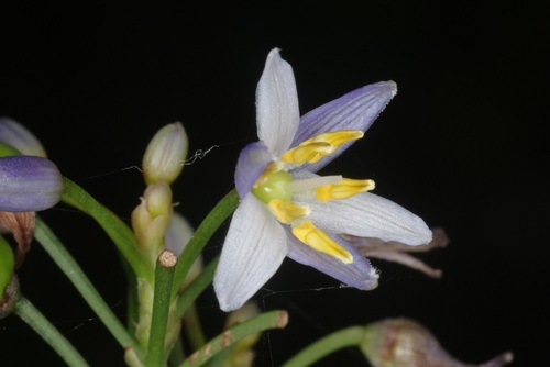 cerulean flax-lily
