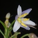 Dianella ensifolia - Photo (c) venus5026,  זכויות יוצרים חלקיות (CC BY-NC), הועלה על ידי venus5026