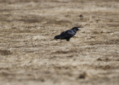 Corvus corax kamtschaticus