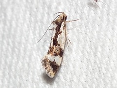 Machetis versatrix