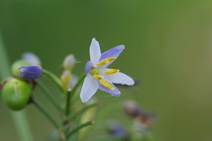 Dianella ensifolia