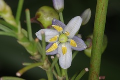 Dianella ensifolia