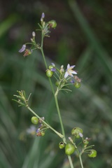 Dianella ensifolia