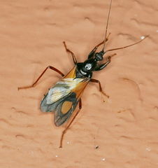 Rasahus biguttatus