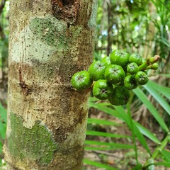 Ficus congesta