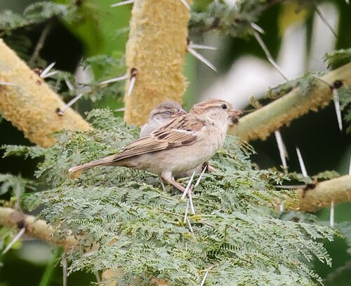 Sind Sparrow