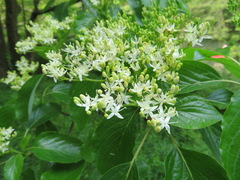 Cornus controversa
