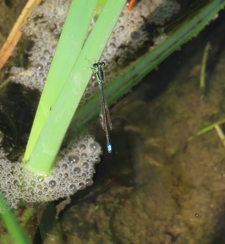 Black-fronted Forktail