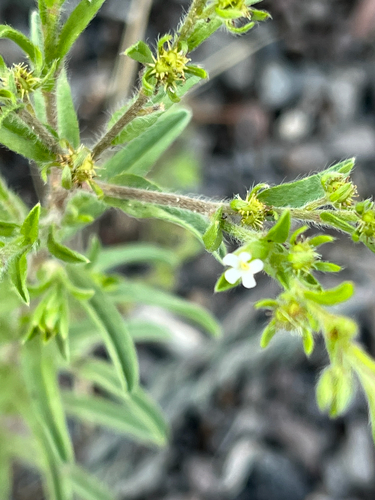 Flatspine Stickseed