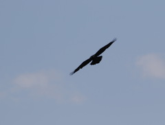 Corvus corax kamtschaticus