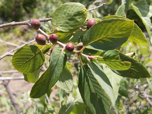 Tullidora