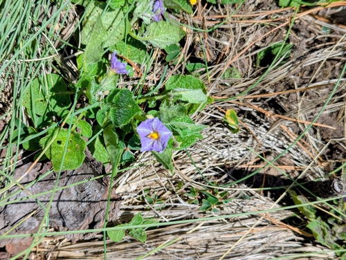 Solanum stoloniferum, photograph 2