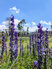 Lupinus montanus