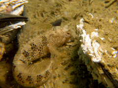 Parablennius tentacularis