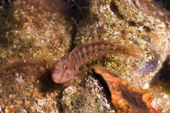 Mystery Blenny photo 2