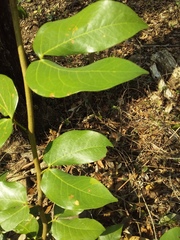 Hymenaea courbaril