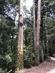 Eucalyptus brookeriana