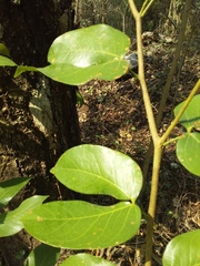Hymenaea courbaril