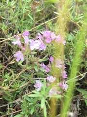 Thymus calcareus
