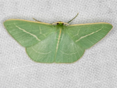 Chlorocoma stereota